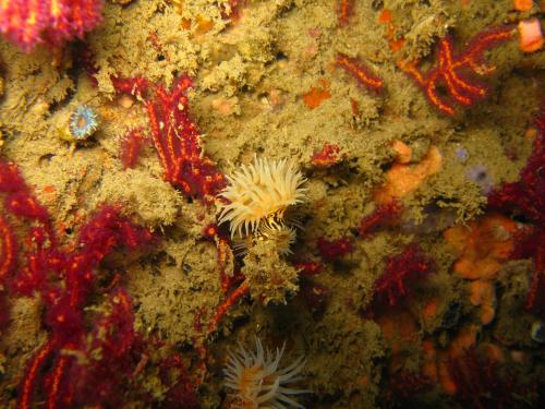 Zebra Gorgonian Wrapper