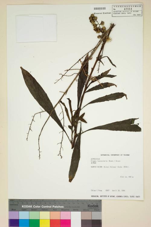 Blumea lanceolaria (Roxb.) Druce_標本_BRCM 3753