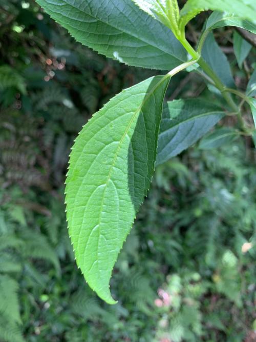 華八仙(華南分布)