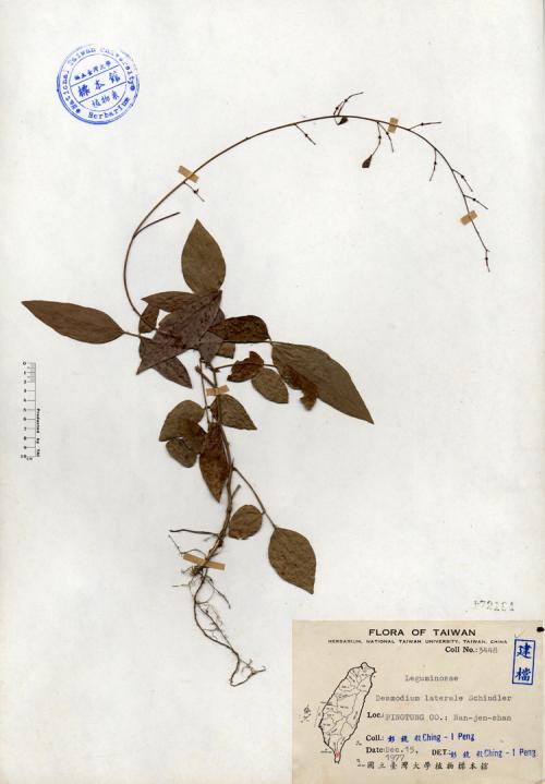 Desmodium laterale Schindler_標本_BRCM 4254