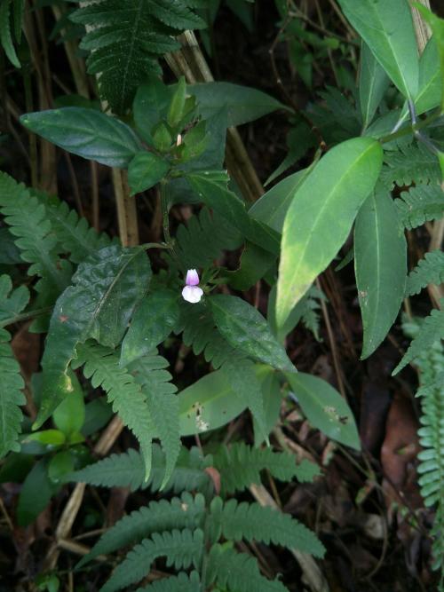 九頭獅子草