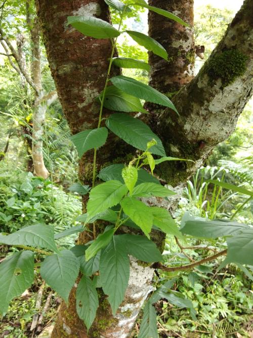 山櫻花