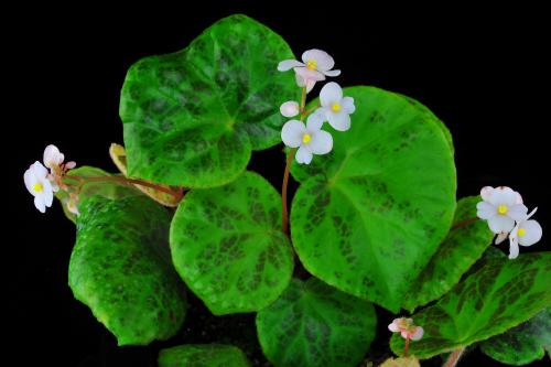 Begonia suborbiculata Merr.