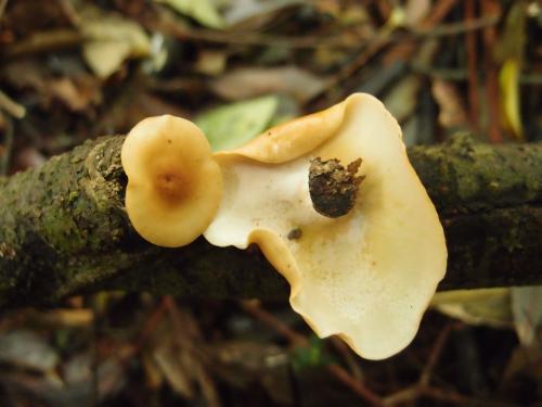 Polyporus badius(紅褐多孔菌)