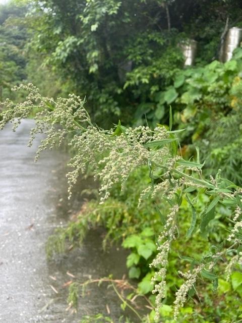 產業道路邊坡上的紅藜