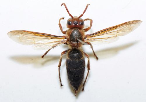 黑腹虎頭蜂 Vespa basalis
