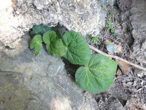 卷毛秋海棠 (Begonia cirrosa L.B.Sm. & Wassh.)