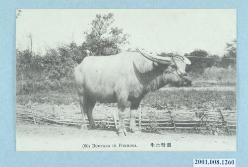 臺灣水牛