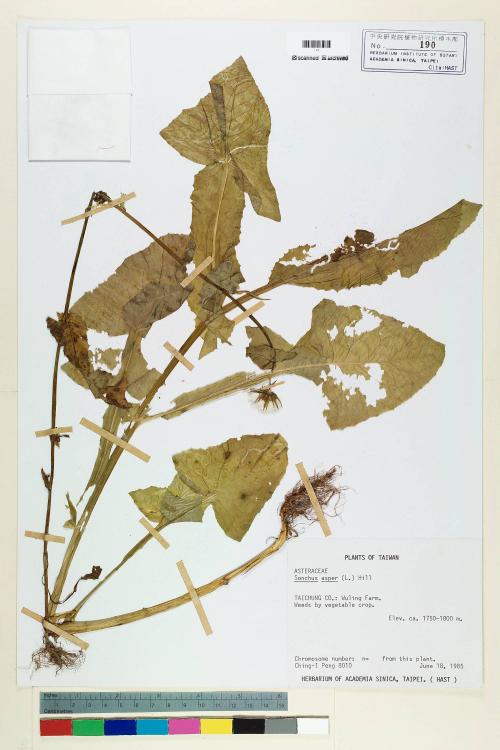 Sonchus oleraceus L._標本_BRCM 6681