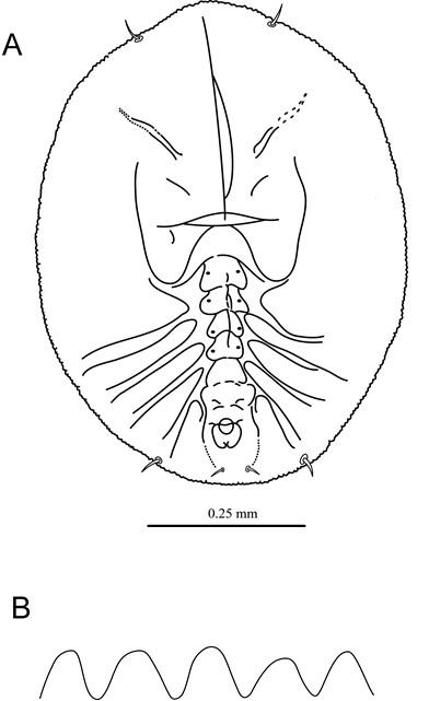 Aleurotrachelus maesae  Takahashi, 1935  山桂花摺粉蝨