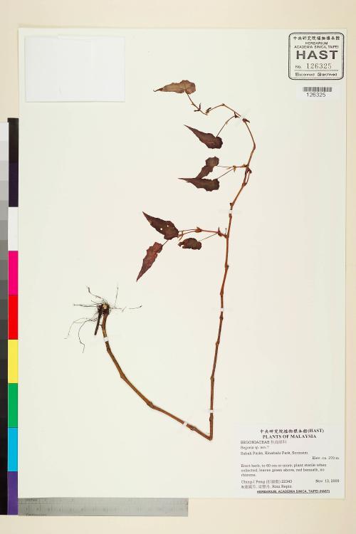 Begonia sp.標本_BRCM 2483
