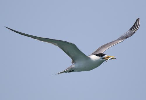 鳳頭燕鷗