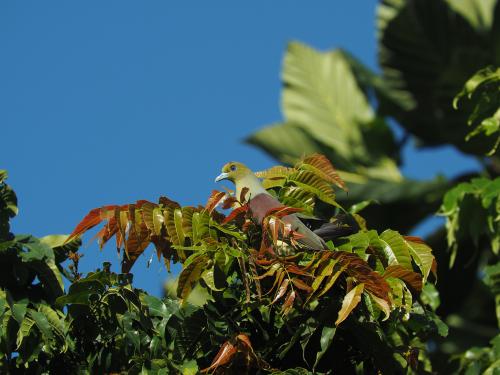 紅頭綠鳩