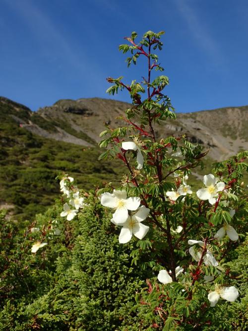 玉山野薔薇