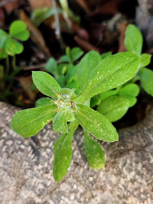 匙葉鼠麴草