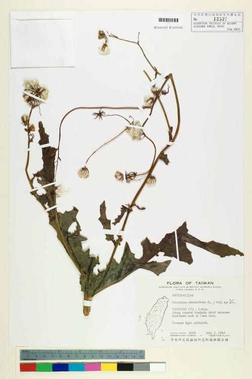 Erechtites hieracifolia (L.) Raf. ex DC._標本_BRCM 6526