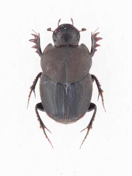 Onthophagus (Matashia) yubarinus Matsumura, 1937