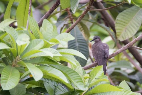 珠頸斑鳩(指名亞種)