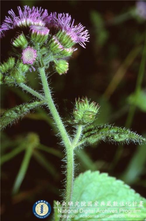 Ageratum houstonianum Mill._BRCM 6183