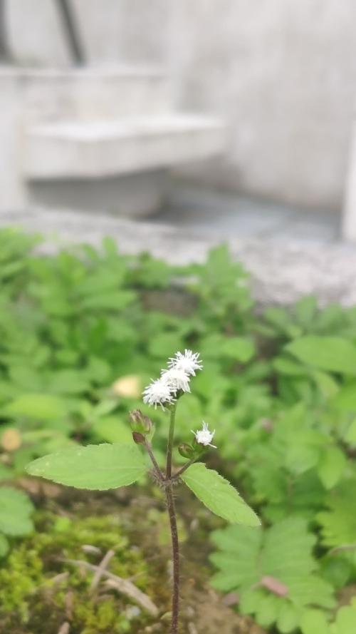 勝紅薊 (藿香薊)