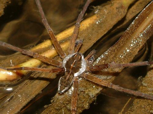 20091028_312582_Dolomedes mizhoanus-02.jpg