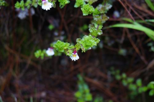 玉山小米草