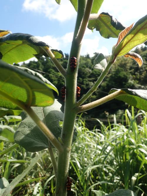 斑帶麗沫蟬