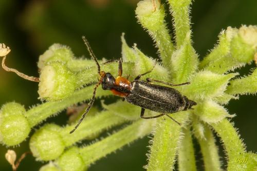 Attalus incisopygus