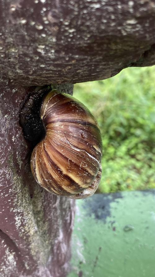 褐雲滑胚瑪瑙螺