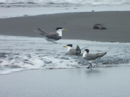 鳳頭燕鷗