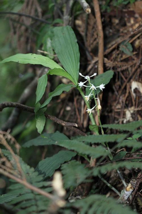 白花肖頭蕊蘭