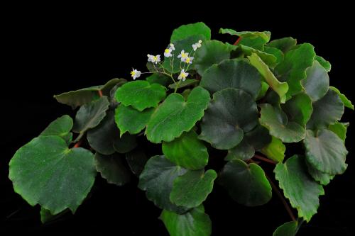 Begonia floccifera Bedd.