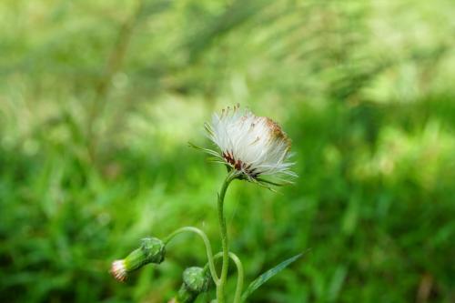 野茼蒿