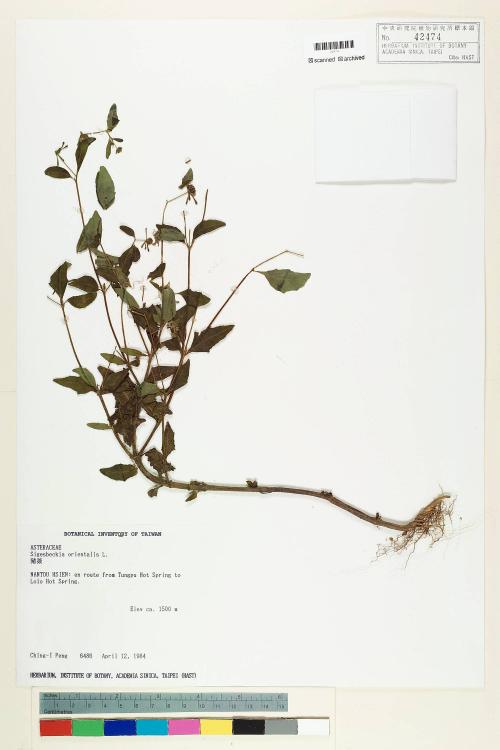 Sigesbeckia orientalis L._標本_BRCM 6514