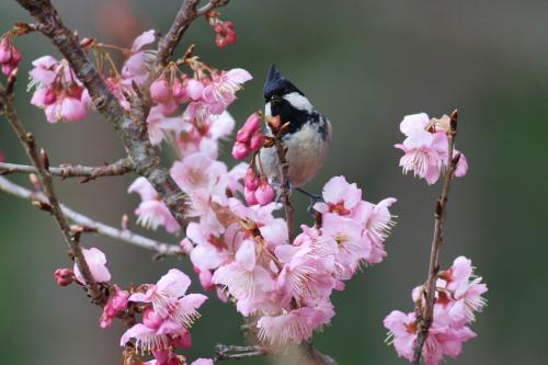 煤山雀