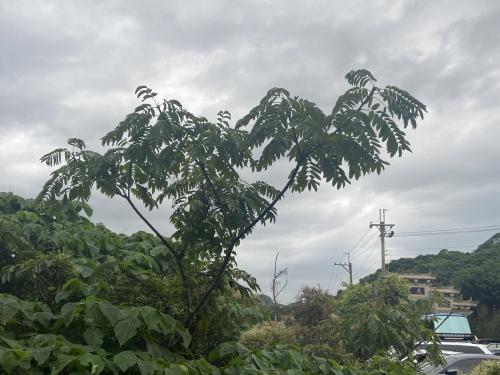 食茱萸