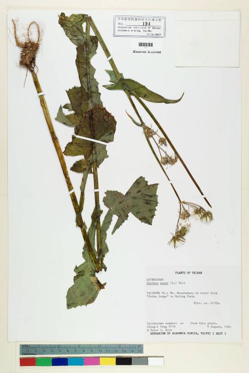 Sonchus oleraceus L._標本_BRCM 6870