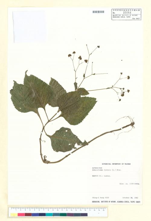 Adenostemma lavenia (L.) Kuntze_標本_BRCM 6476