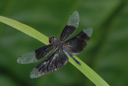 黑翅蜻蜓雌蟲