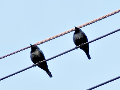 亞洲輝椋鳥