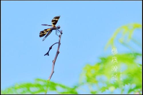 斑麗翅蜻