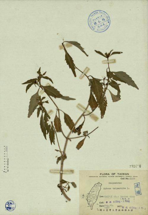 Bidens tripartita L._標本_BRCM 4268