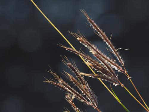 雙花草