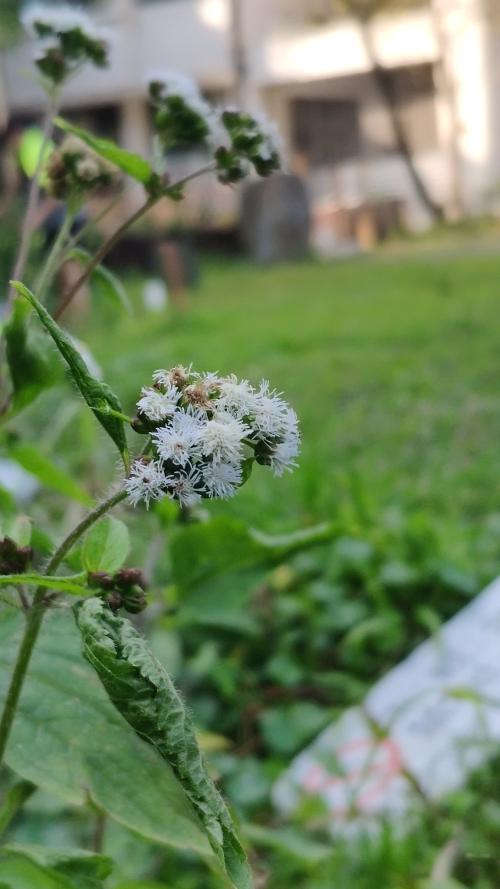 勝紅薊 (藿香薊)