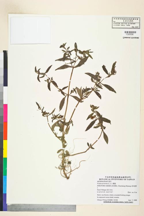 Eclipta prostrata (L.) L._標本_BRCM 7466