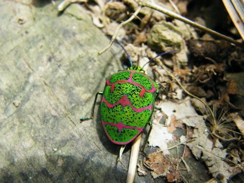 Poecilocoris lewisi