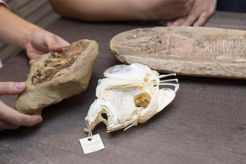 研究化石與現生鯛魚的標本比對