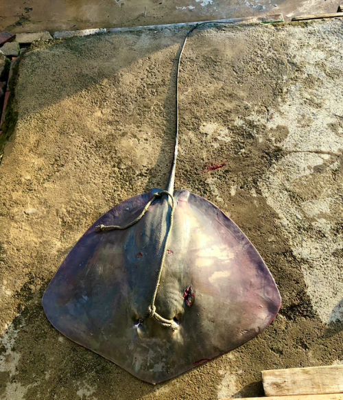 Pink Whipray