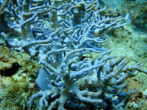 柔軟指形軟珊瑚;柔指形軟珊瑚