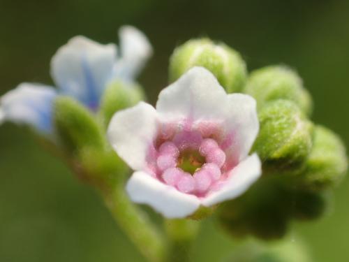 小花倒提壺